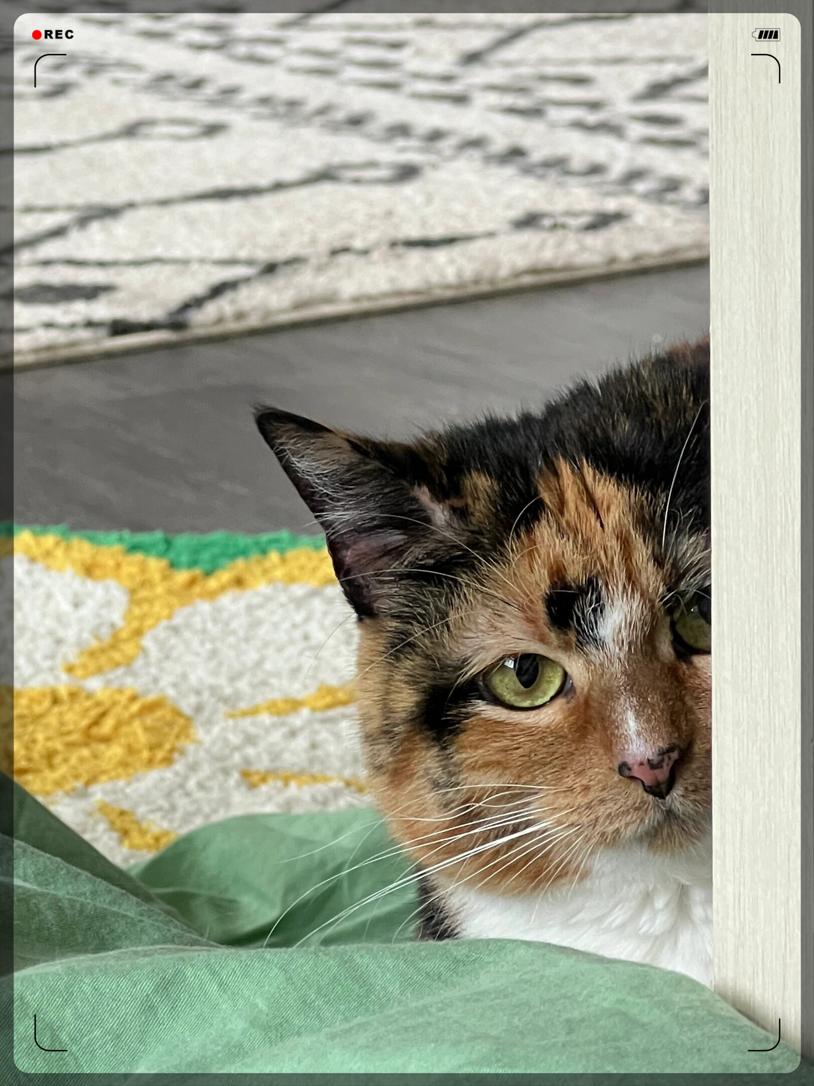 也不过来 就盯着我看 可能在盘算怎么了我哈哈哈哈哈 我不管快让妈亲