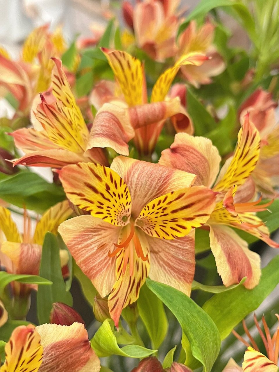 点缀生活的鲜花 橙色六初  98鲜花,是生活中最美的点缀96.