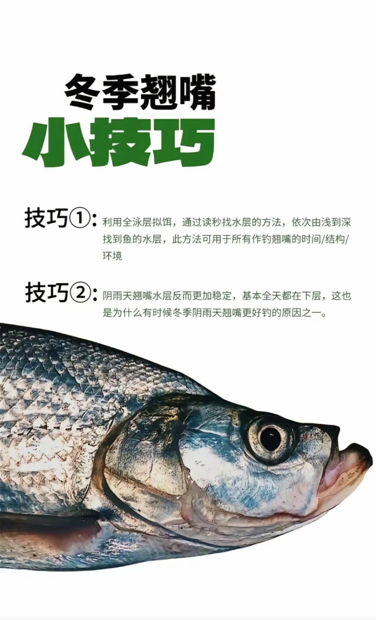 冬天玩翘嘴需要注意的tips,钓鱼91不再难  冬季路亚翘嘴攻略:温度