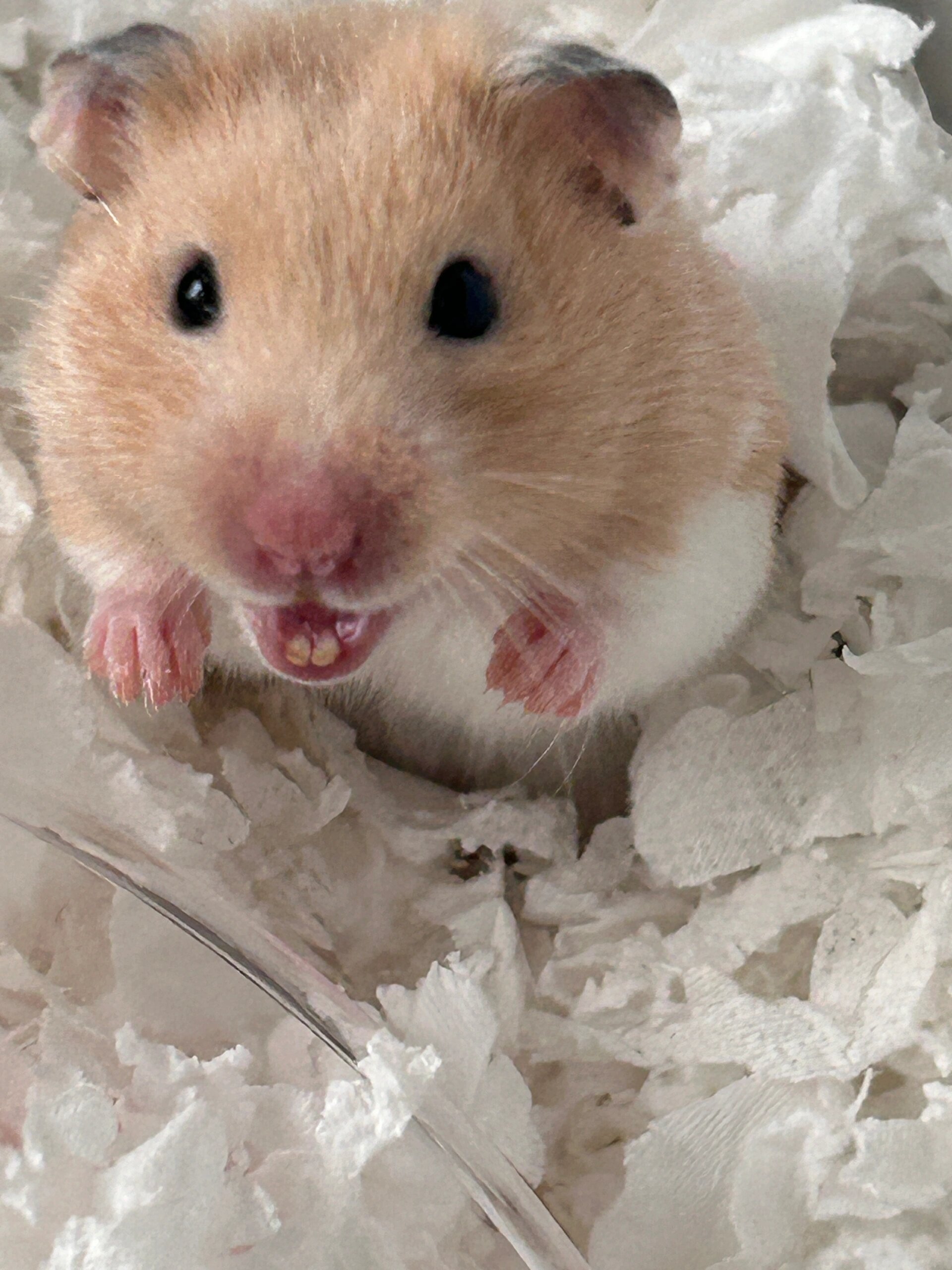 鼠鼠的牙齿对于它来说非常重要,因为它们需要用牙齿来咀嚼食物,啃咬