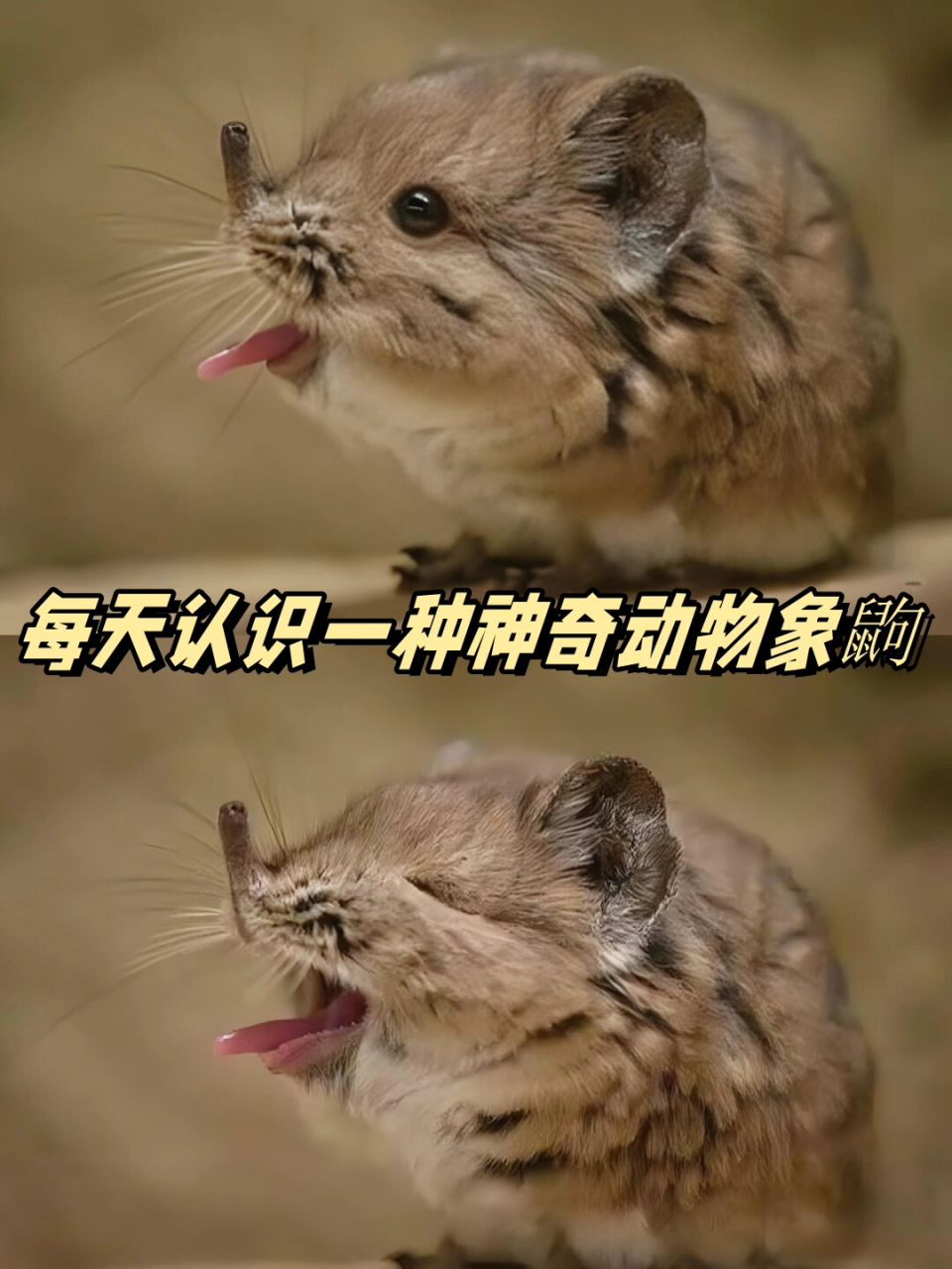 🌟  🐾象鼩是一种超级可爱的小动物,它们有着长长的鼻子和灵活的