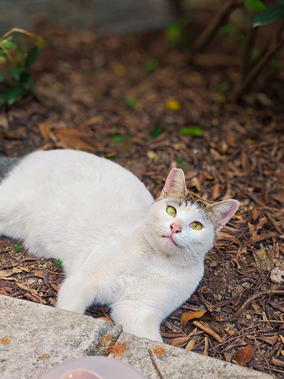 每次看到它在校园里溜达,大家都会忍不住停下来和它玩一会儿