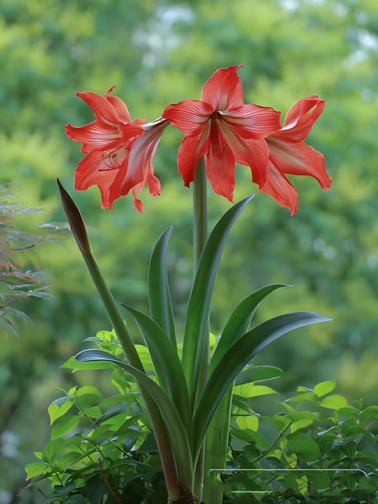 朱顶红养护全攻略:让你的花儿红得发紫!