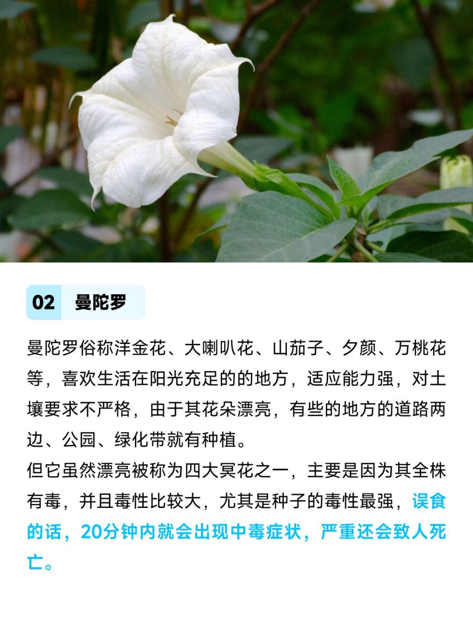 揭秘穿越生死线的瑰丽花卉冥界四花究竟是何方神圣 你们有没有听说过