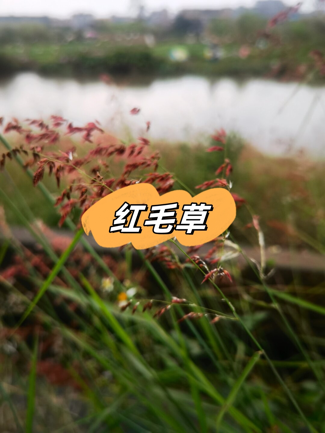 91红毛草:独特魅力,无法抗拒94