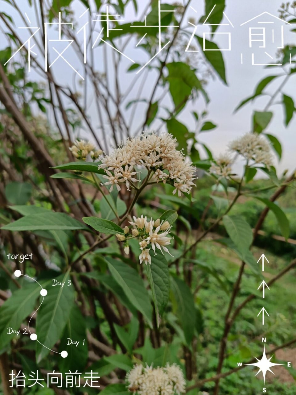 扁桃斑鸠菊,也叫南非叶,一种神奇的抗癌药  你听说过扁桃斑鸠菊吗?