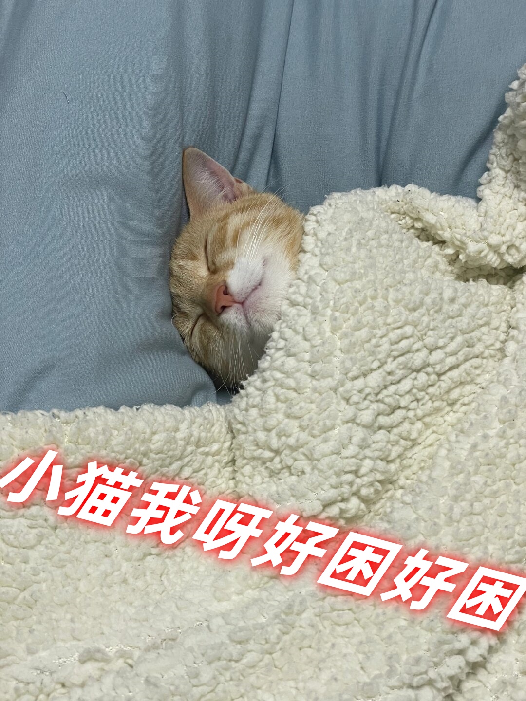 小猫咪呀,你是不是也和我一样,每天都感觉困困的