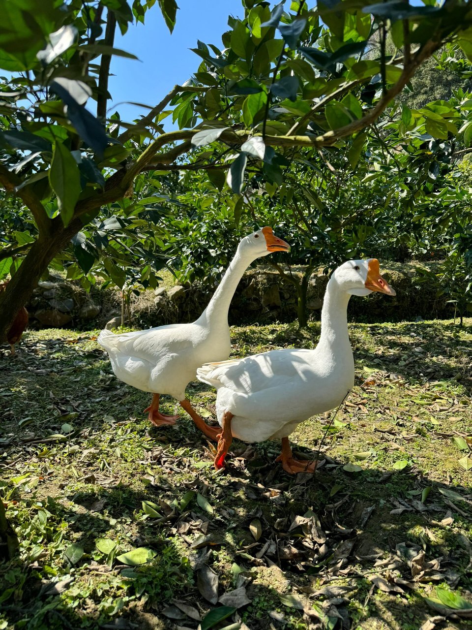 让我看看谁还没养可爱的大鹅  奶奶家的大鹅简直太可爱了!