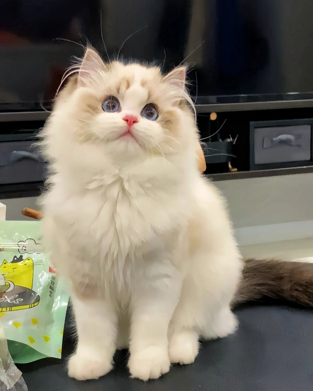 可爱布偶猫猫  布偶猫咪的眼睛是湛蓝色的,像两颗晶莹的宝石,透露出