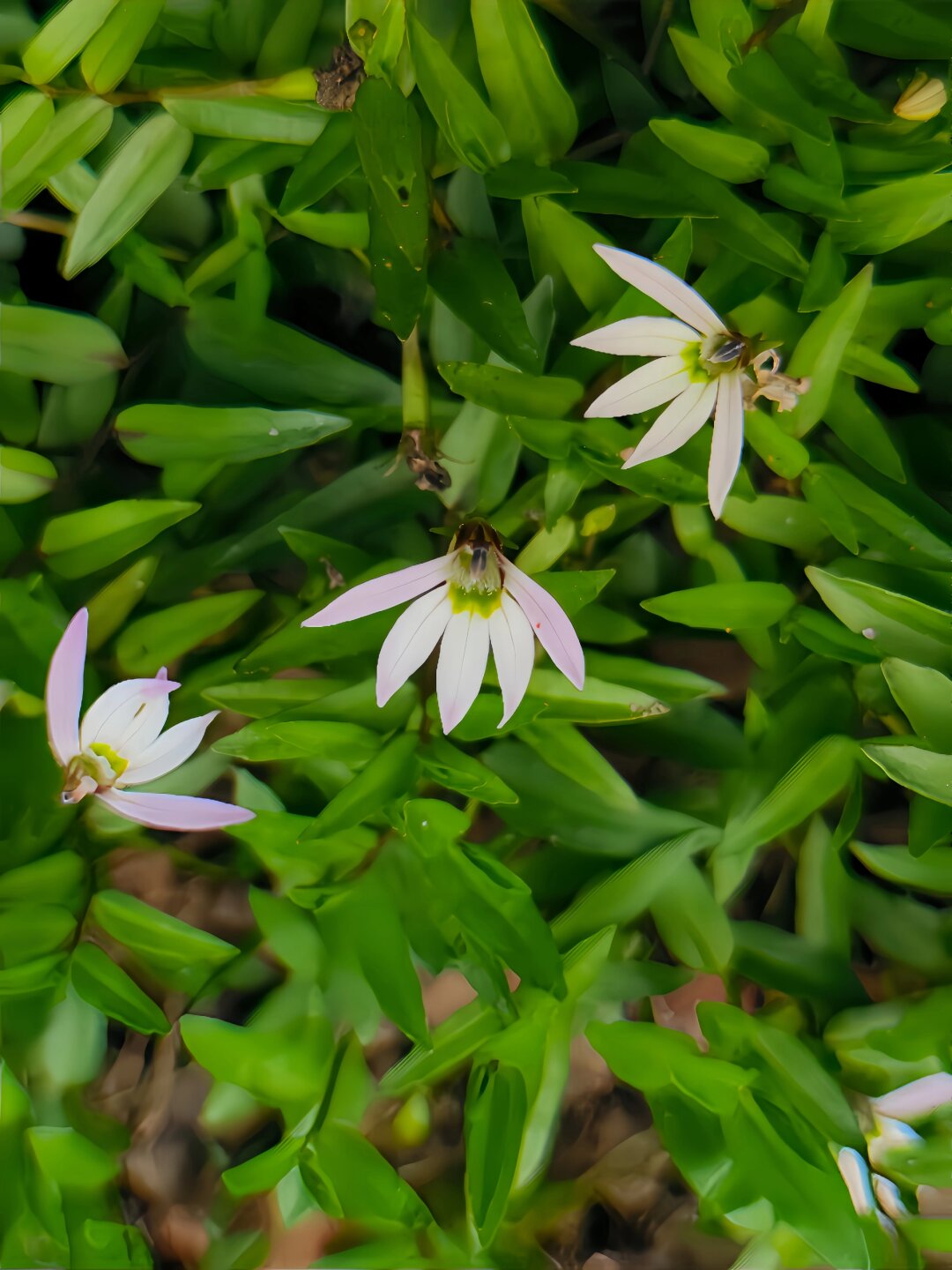 每天认识一种植物| 半边莲.@蝶羽老师来教你的动态