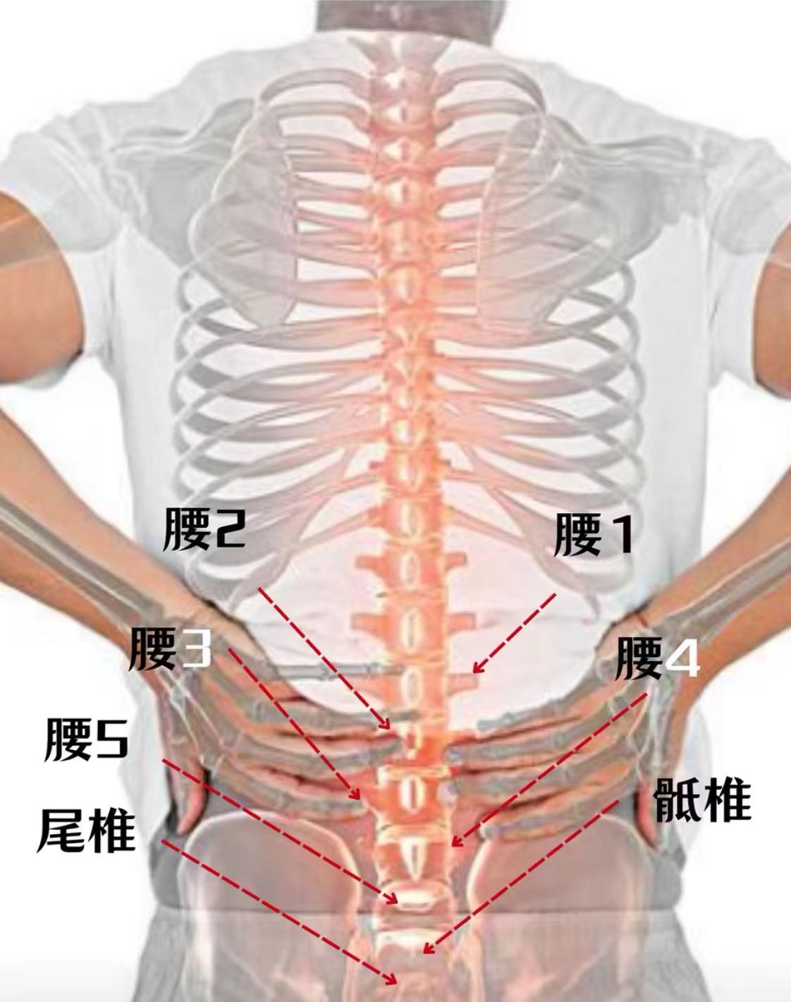 节位置图片第一腰椎的位置图腰1椎在腰椎一旦出问题,可不止疼那么简单