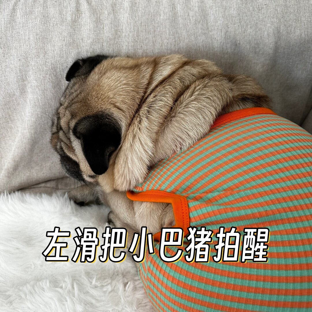 一双水汪汪的大眼睛,透露出无尽的聪明与机灵