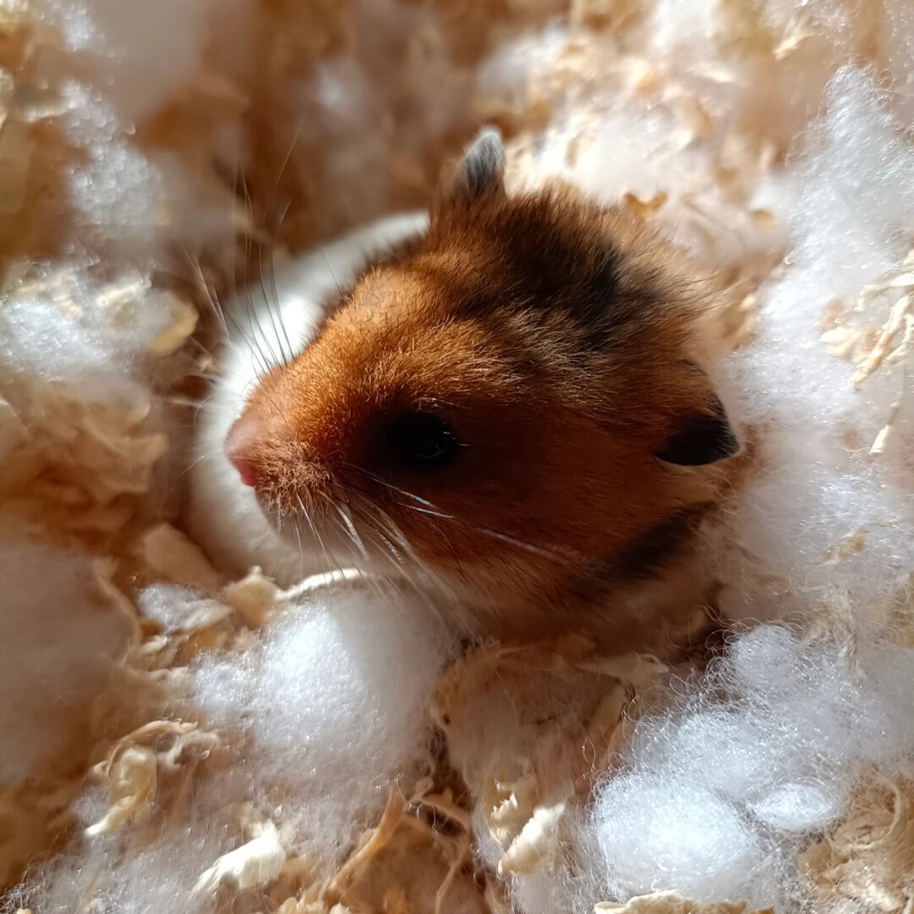 臭宝想要和姨姨们贴贴  我家的小宠物鼠鼠今天真是个小太阳迷!