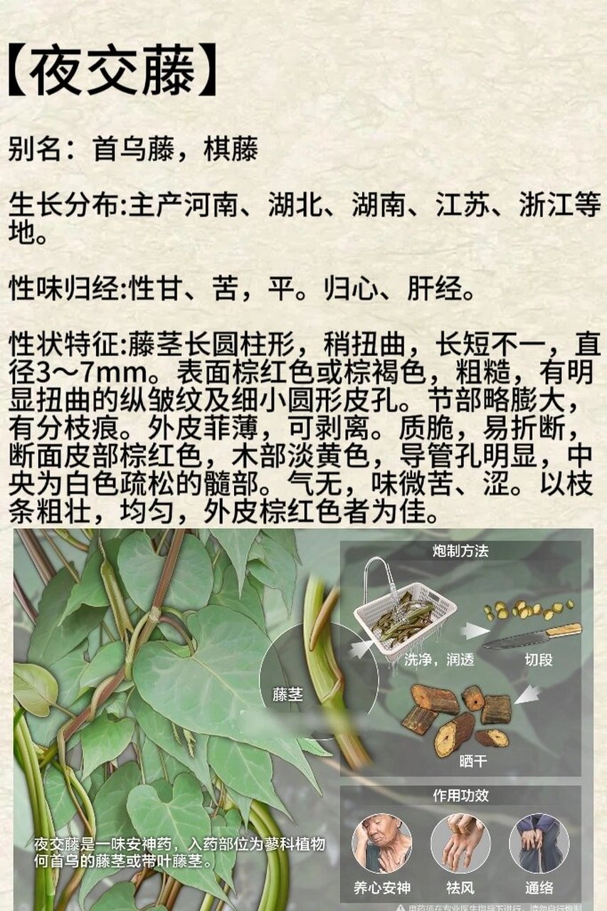今天我要给大家介绍一种特别的本草植物——夜交藤.