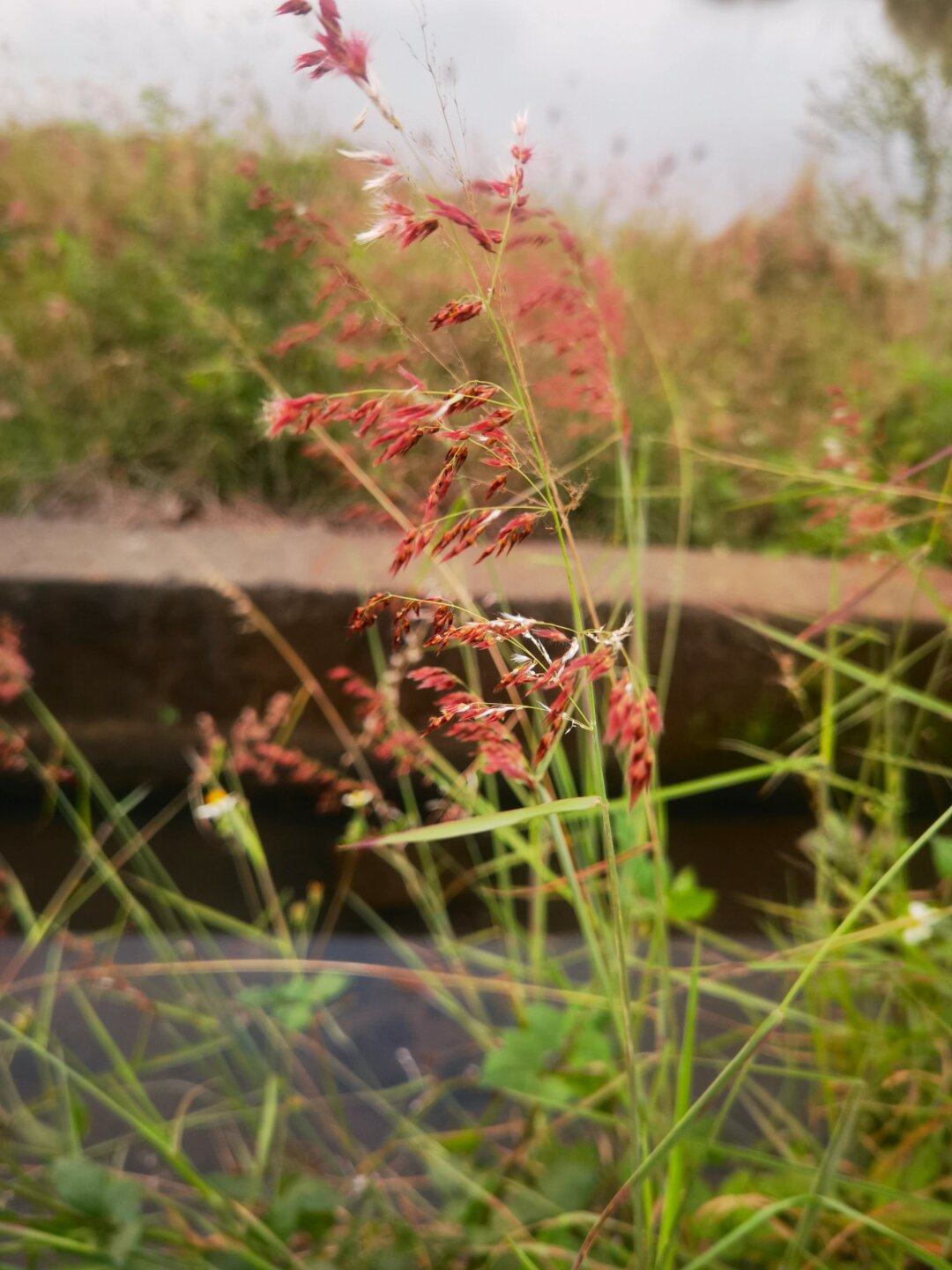 91红毛草:独特魅力,无法抗拒94