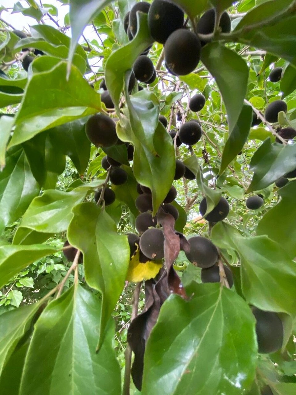 99解锁新浆果:神秘果王锡兰醋栗(dovyalis hebecarpa)99  96