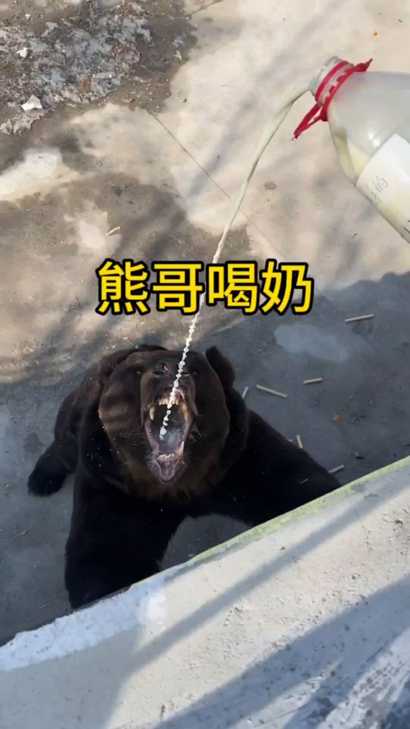 动物园的熊哥喝奶