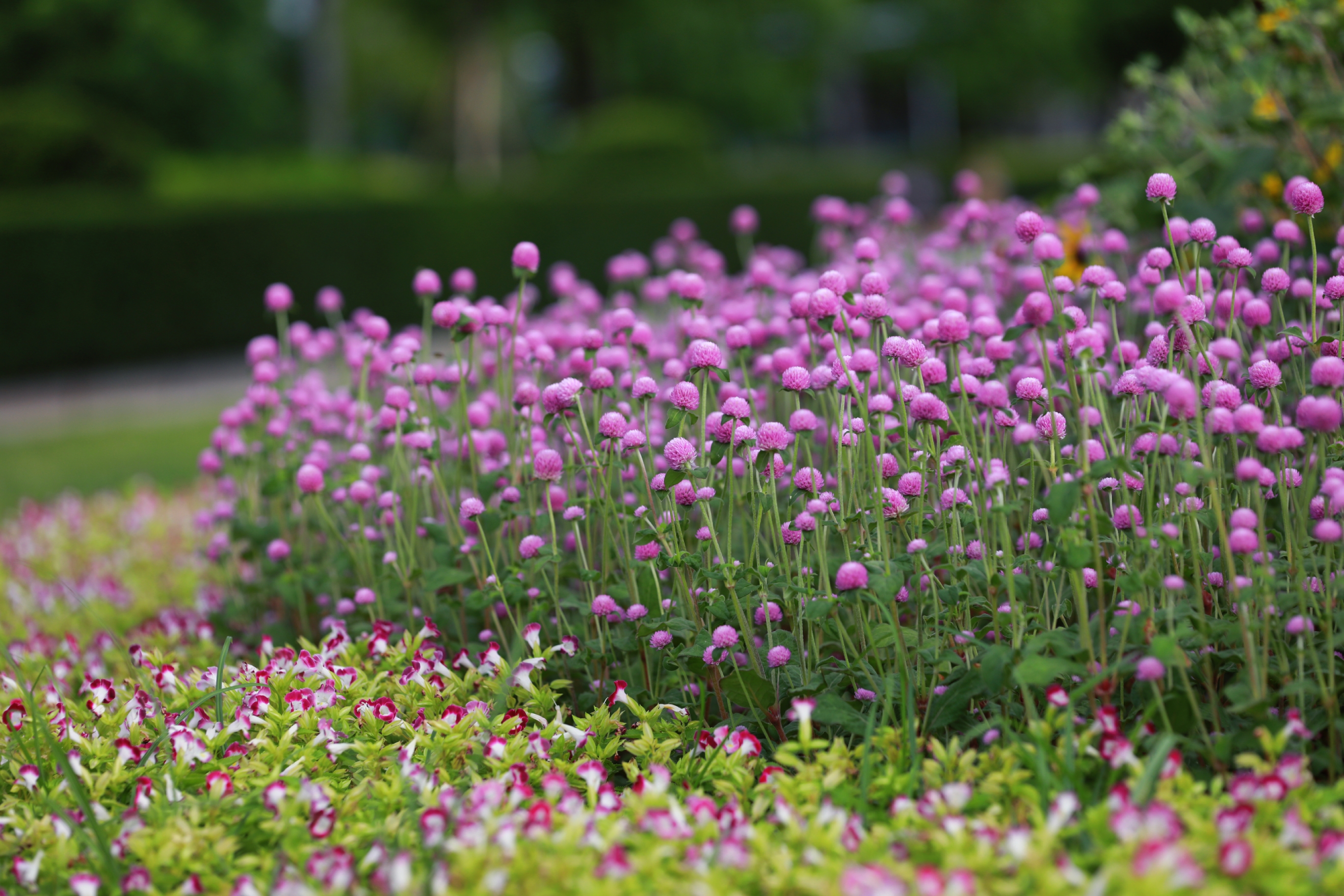 养千日红的禁忌有哪些?千日红养护有讲究,五大禁忌需谨记!