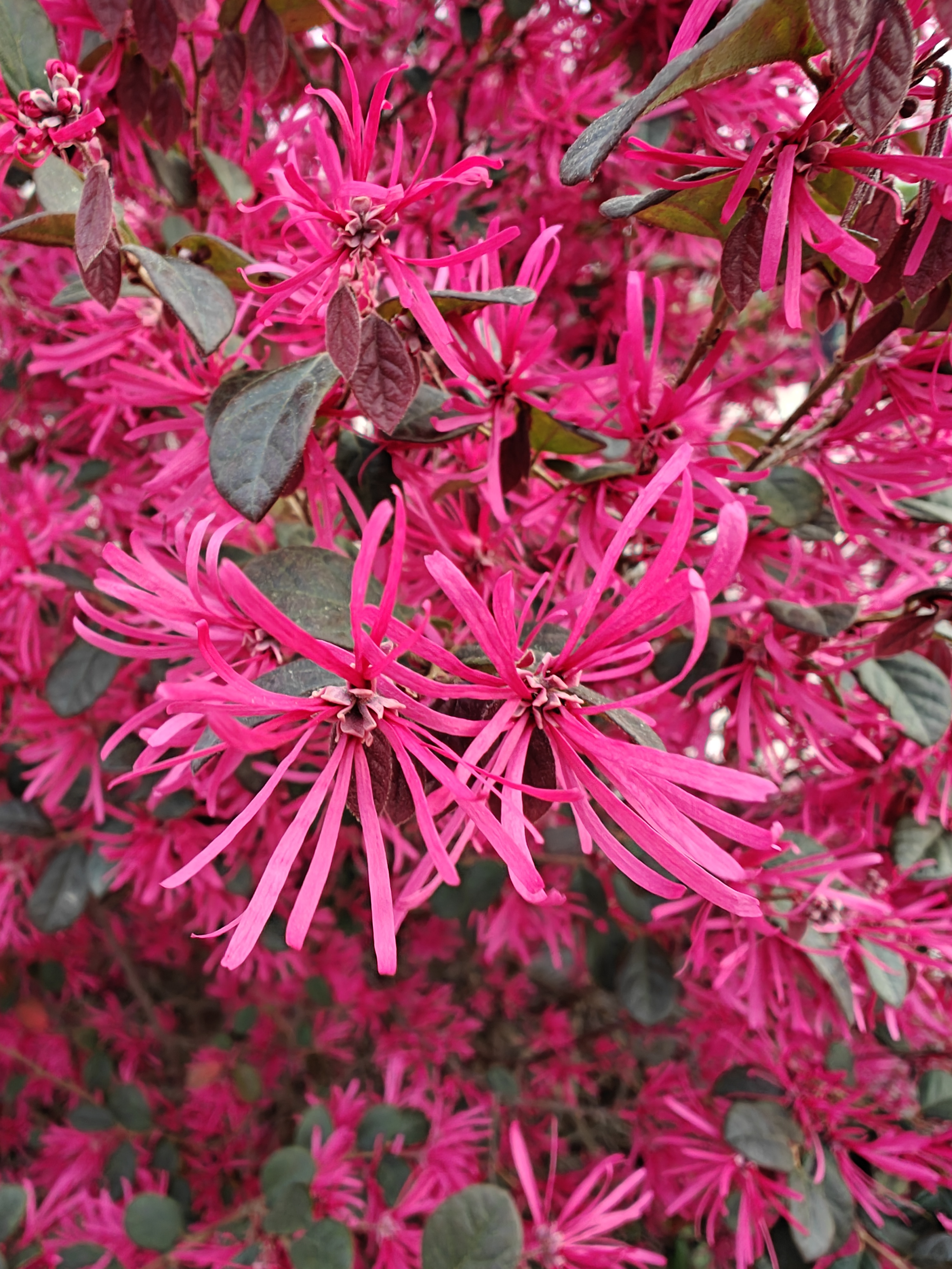 遇见路边的"红花鬼母"!