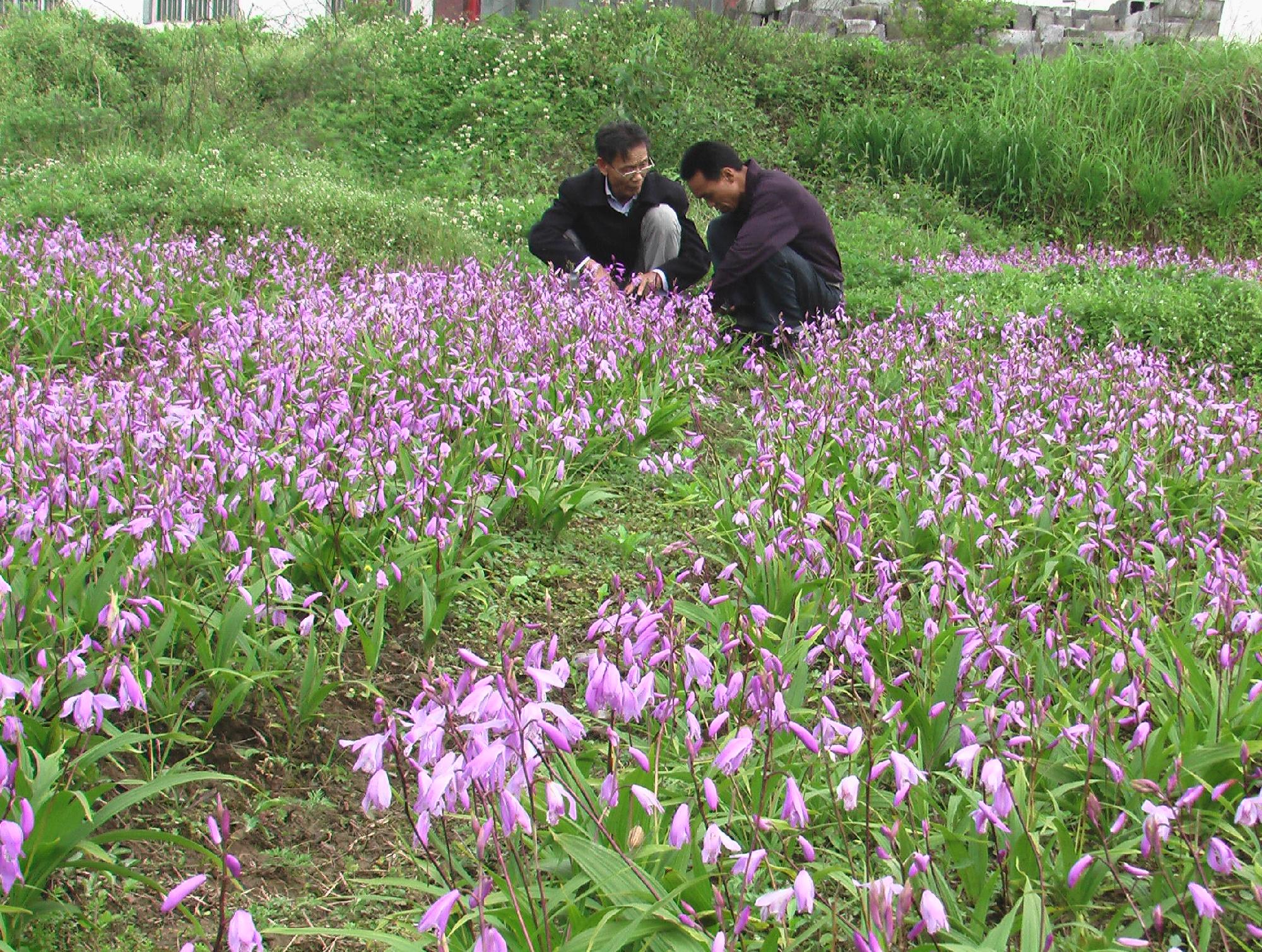 湖北百草堂白芨种植存活率更高,降低生产成本提高收入