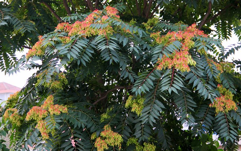 易理服人:臭椿位于住宅大门对面就一定不好吗?要看针对什么人