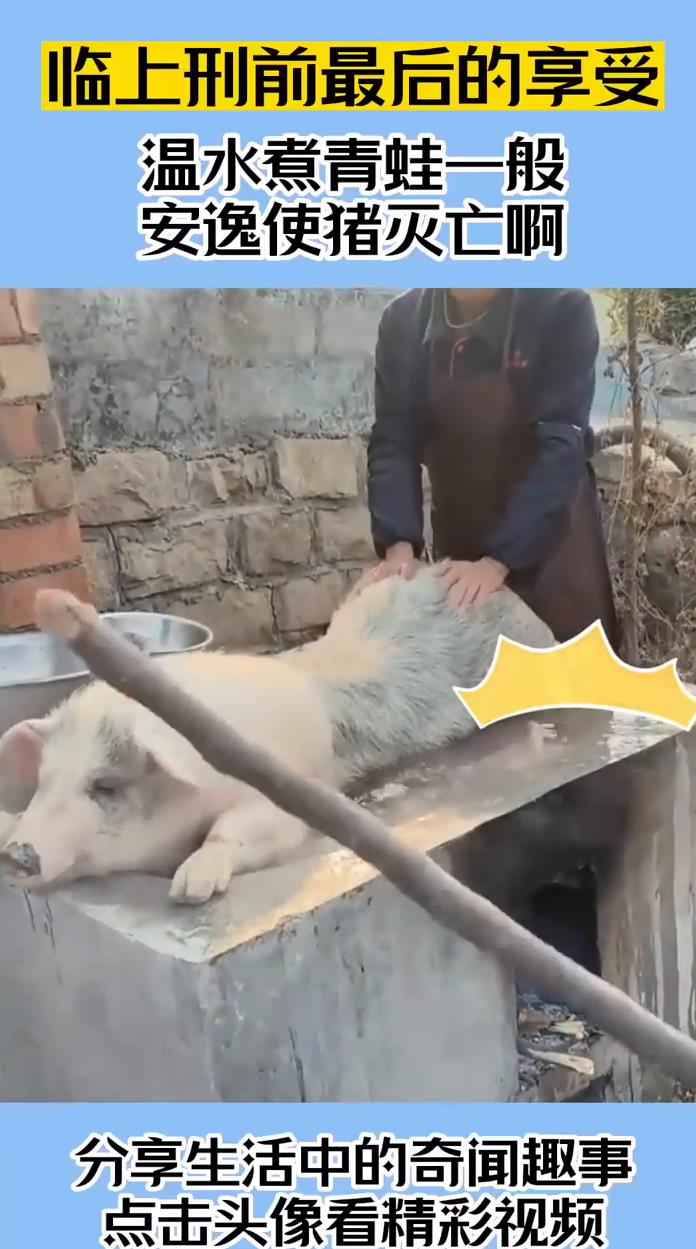 临上刑前最后的享受温水煮青蛙一般安逸使猪灭亡