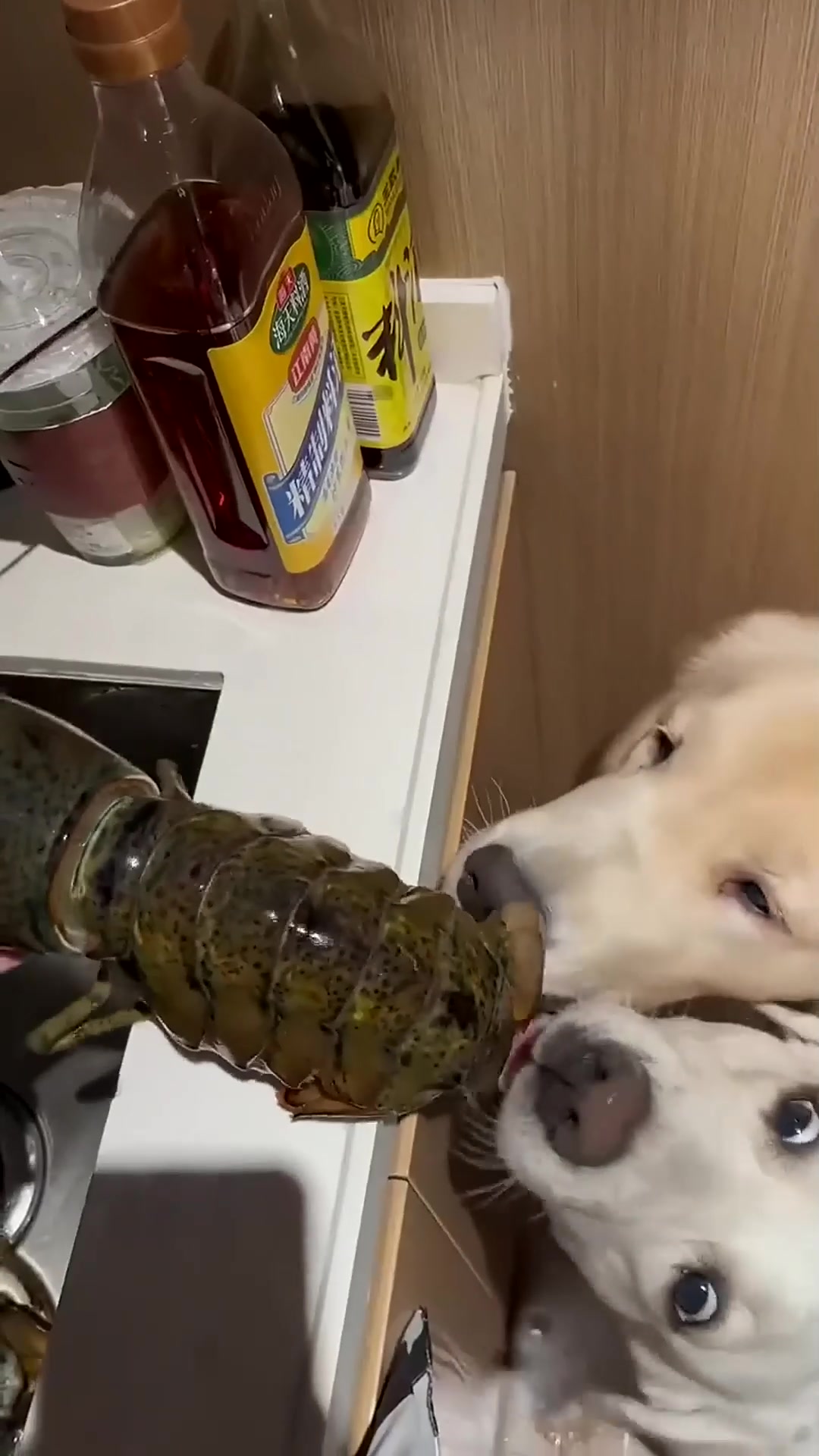 盘点那些搞笑瞬间,拉布拉多吃到好东西了,每一帧都是表情包啊