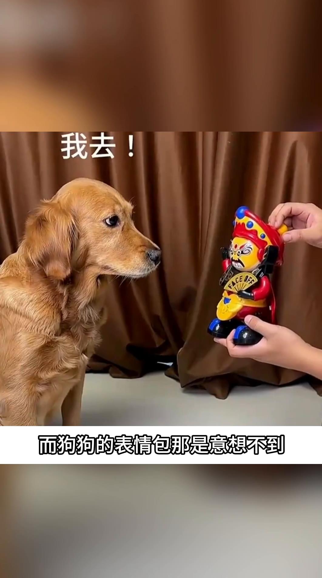 主人秀四川绝技狗子表情亮了