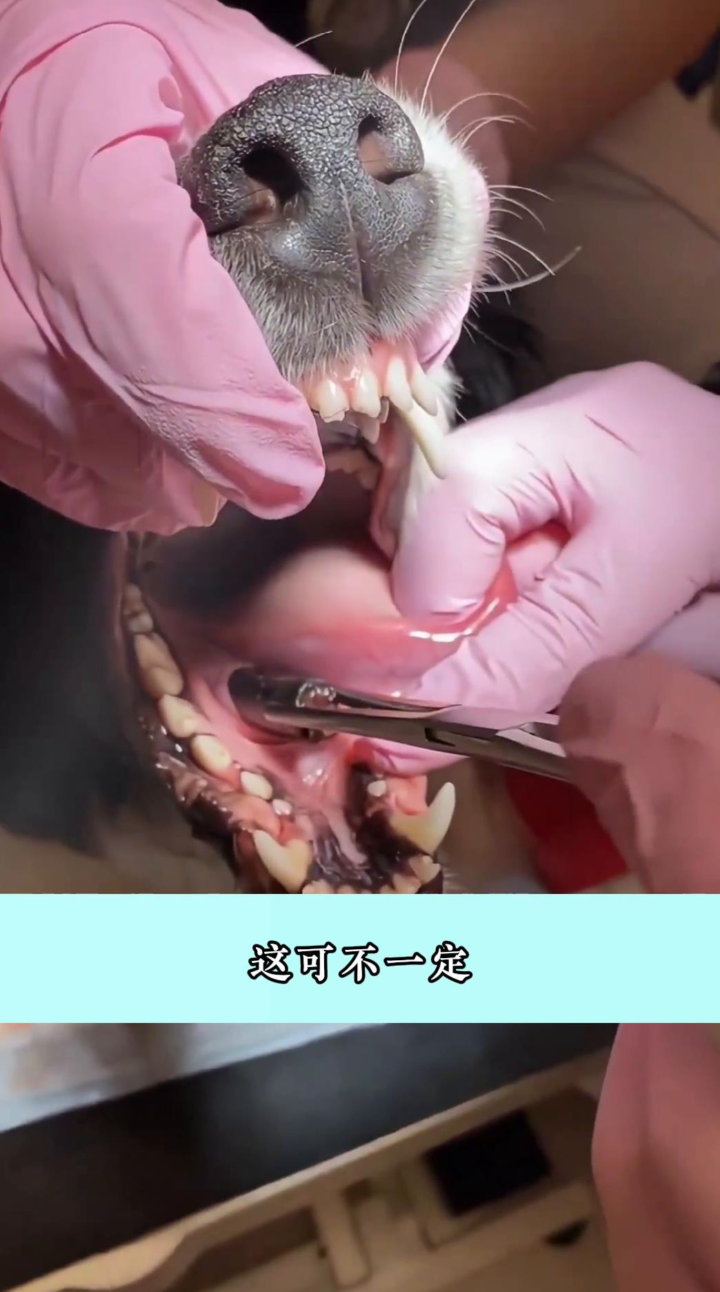 狗嘴吐不出象牙这可不一定