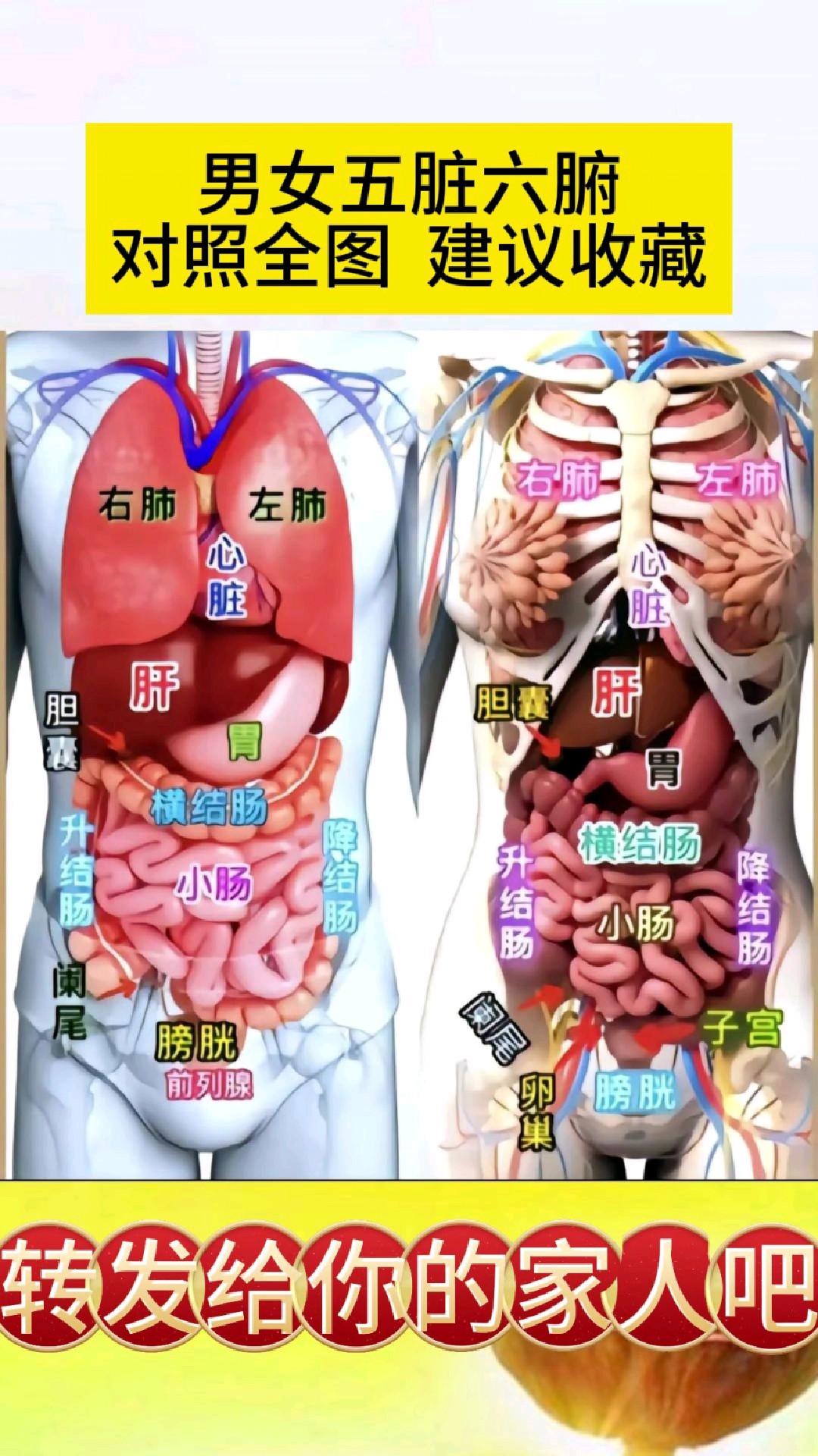 五脏位置全图详解图片