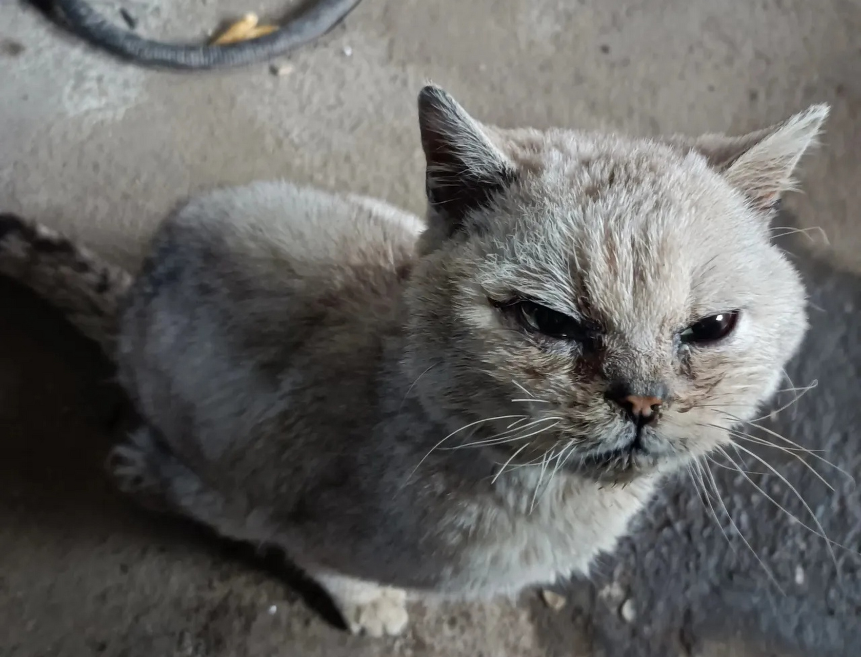 在垃圾场发现了一只可怜的小猫,它的两条后腿似乎无法正常行走,只能