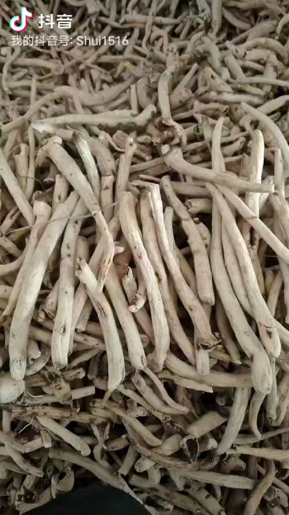 亳州中药材白芍