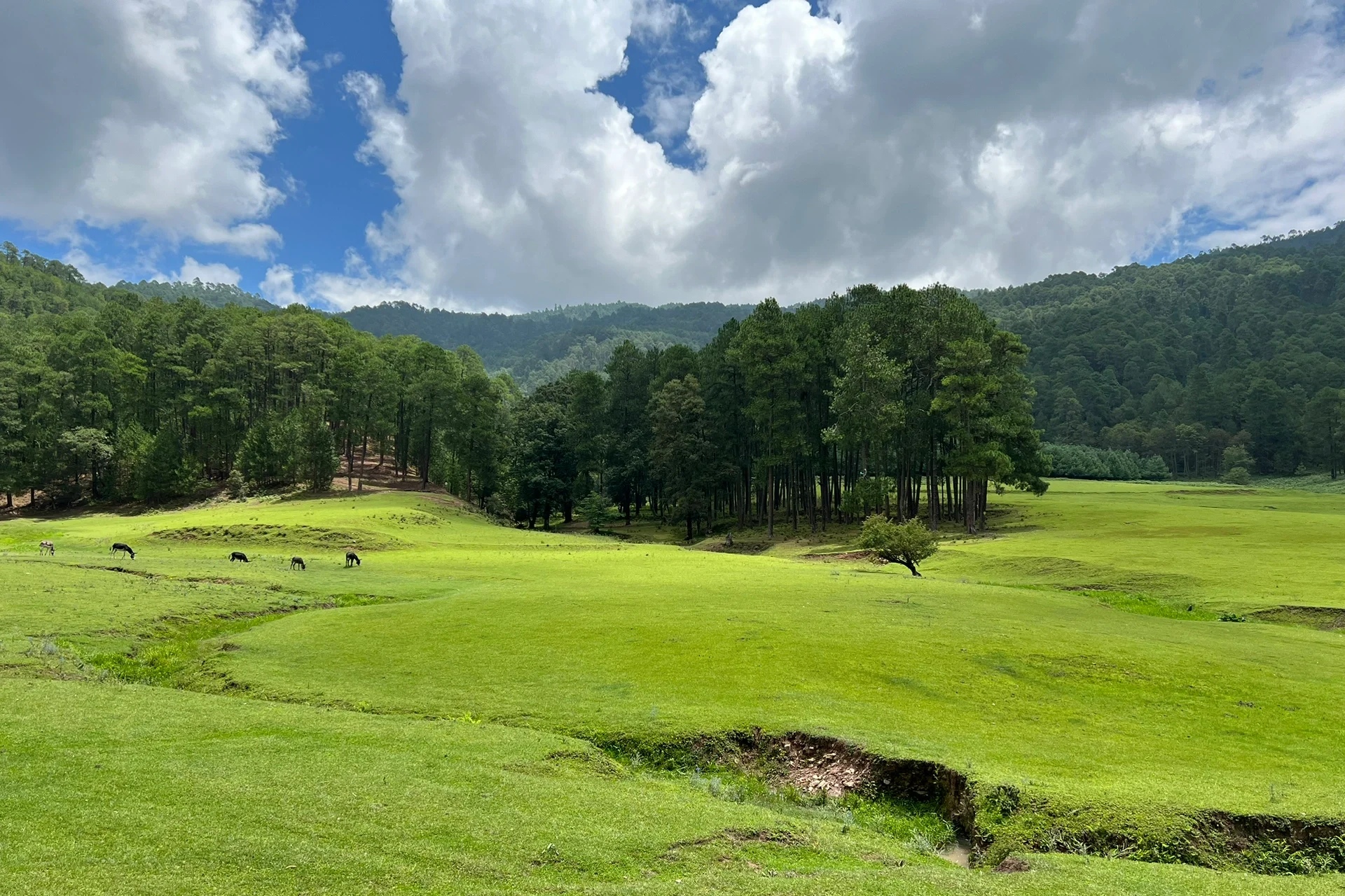 高山草甸美景图片图片