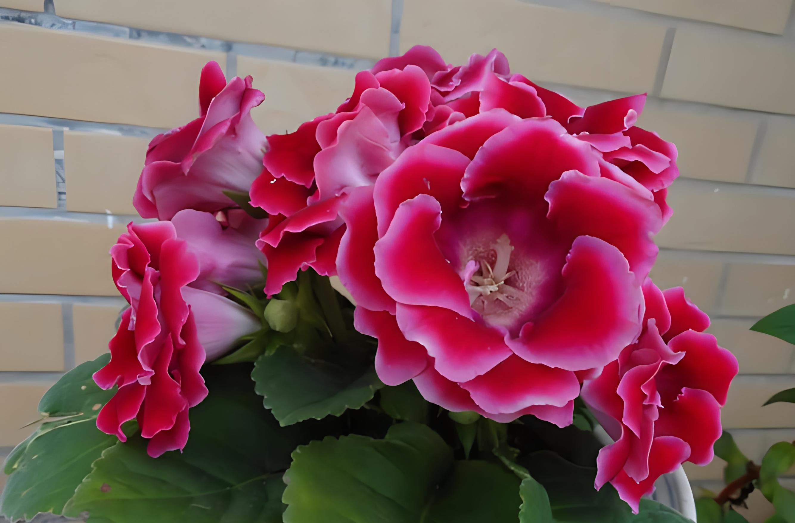 大岩桐花期后的养护方法