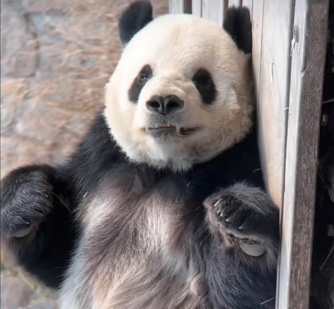 太可爱了吧!萌二!