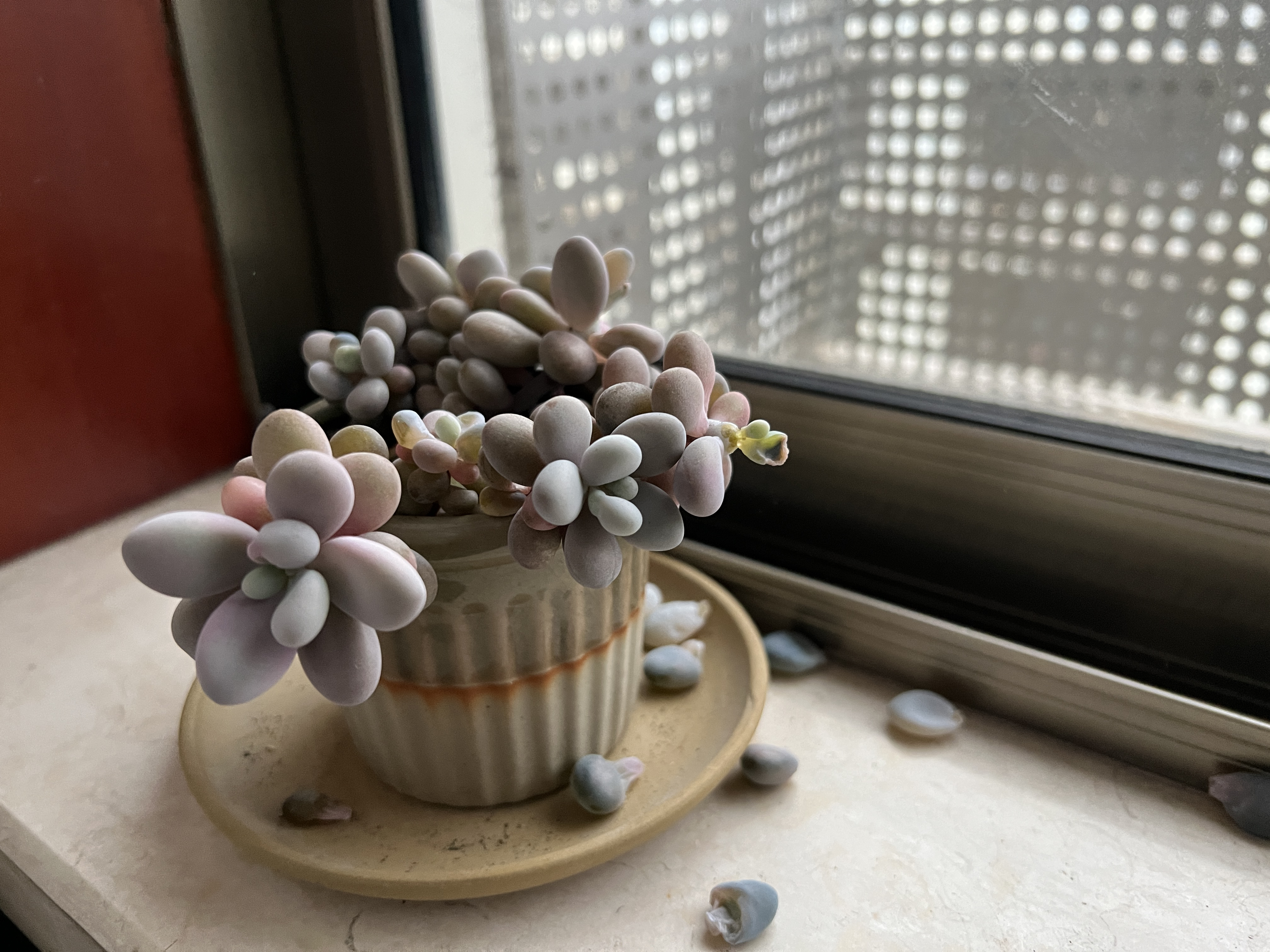 发文集龍卡瓜分百万现金# 两年桃蛋苗遇到冰雪天,冻伤的叶片成了灰