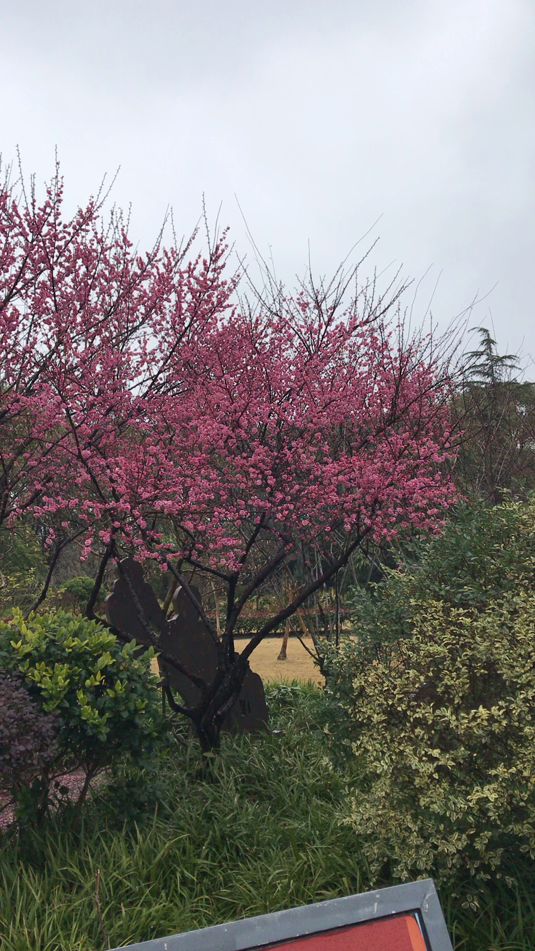 上海的公园(浦东,江镇市民公园)-度小视