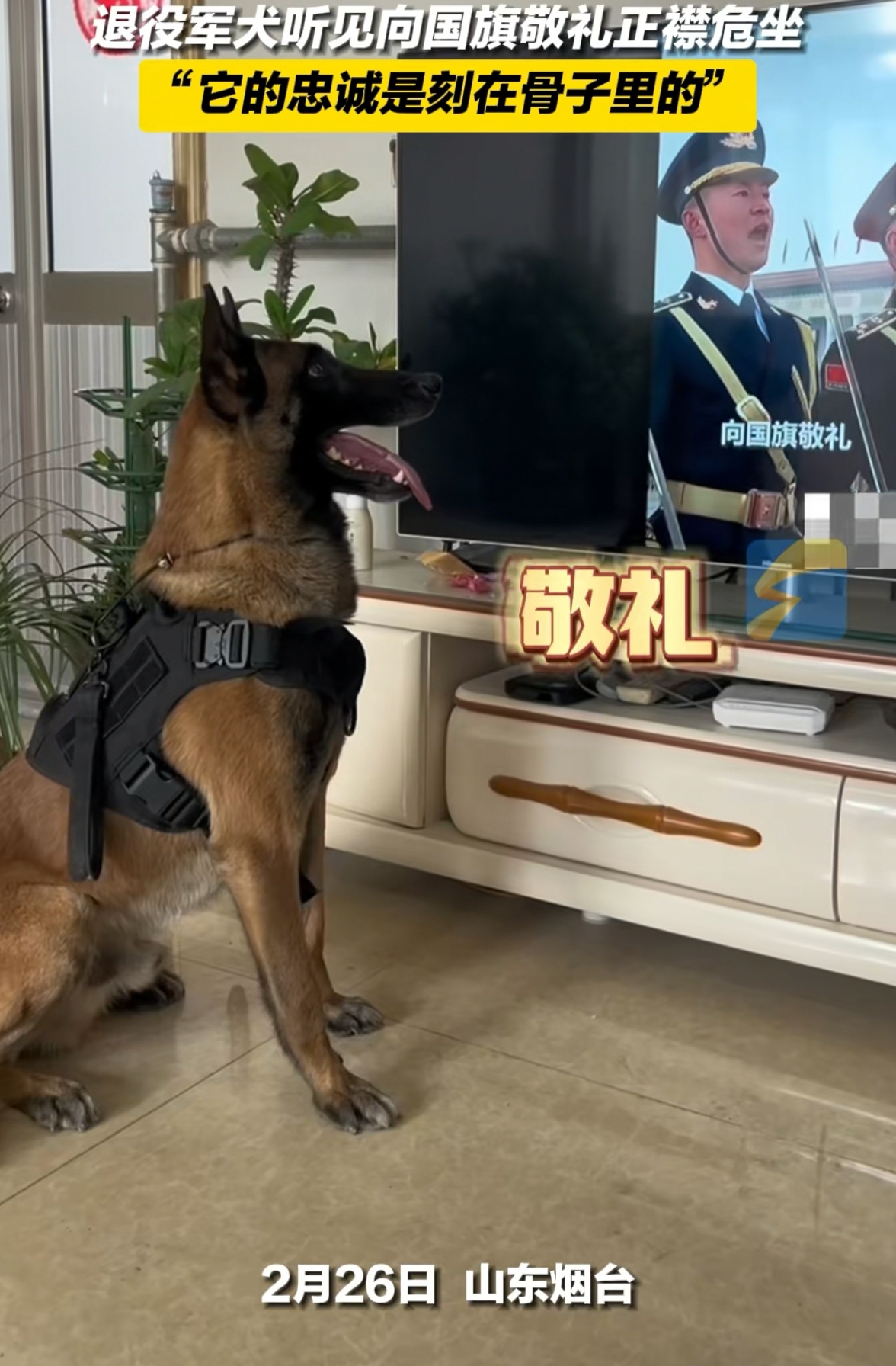 原来主人说这是一条退役的军犬虽然已经退役两年了但是听到指令