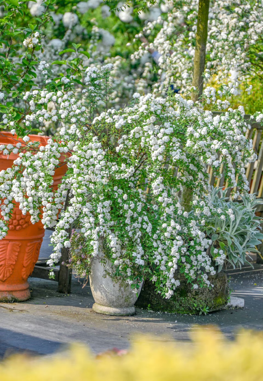 重瓣花球绣线菊,秋赏叶片春成花瀑布  八重小手毬既有精致的花型,又有