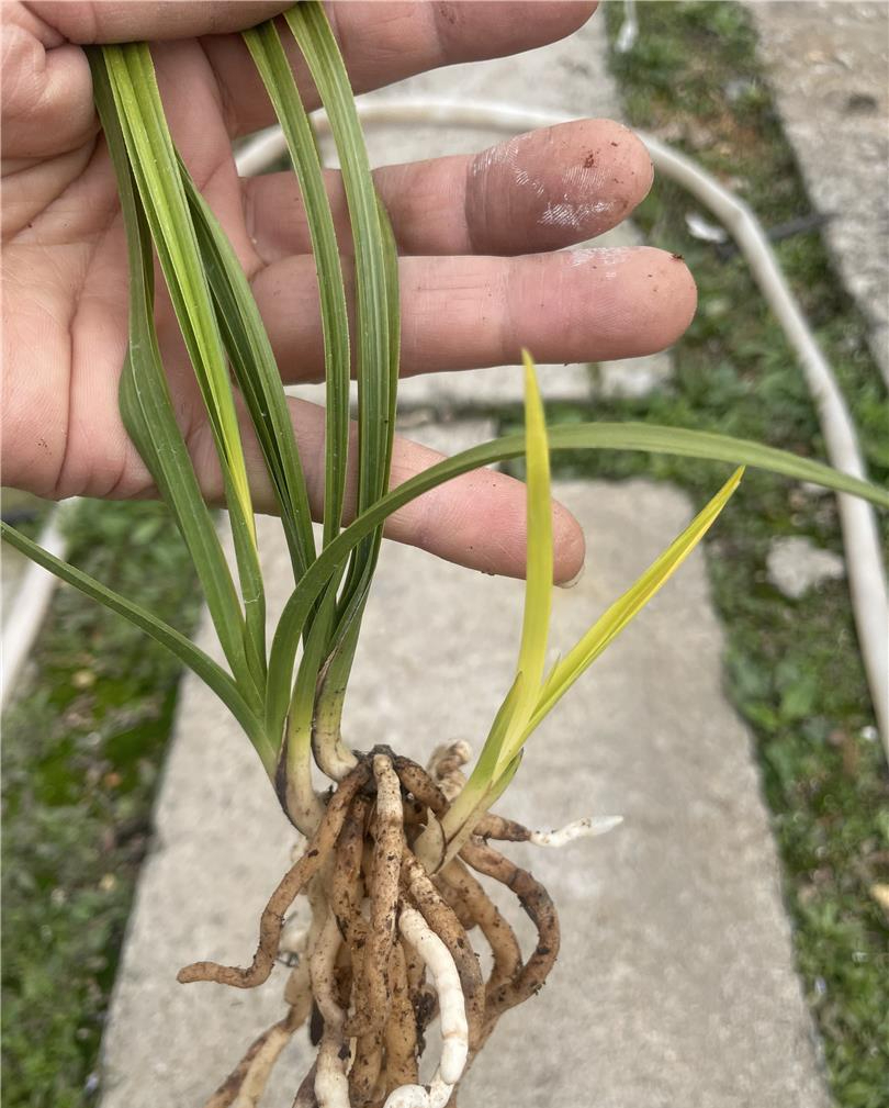 天价兰花!金色阳春带芽品种,喊拍价高达1.79w!你会买吗?