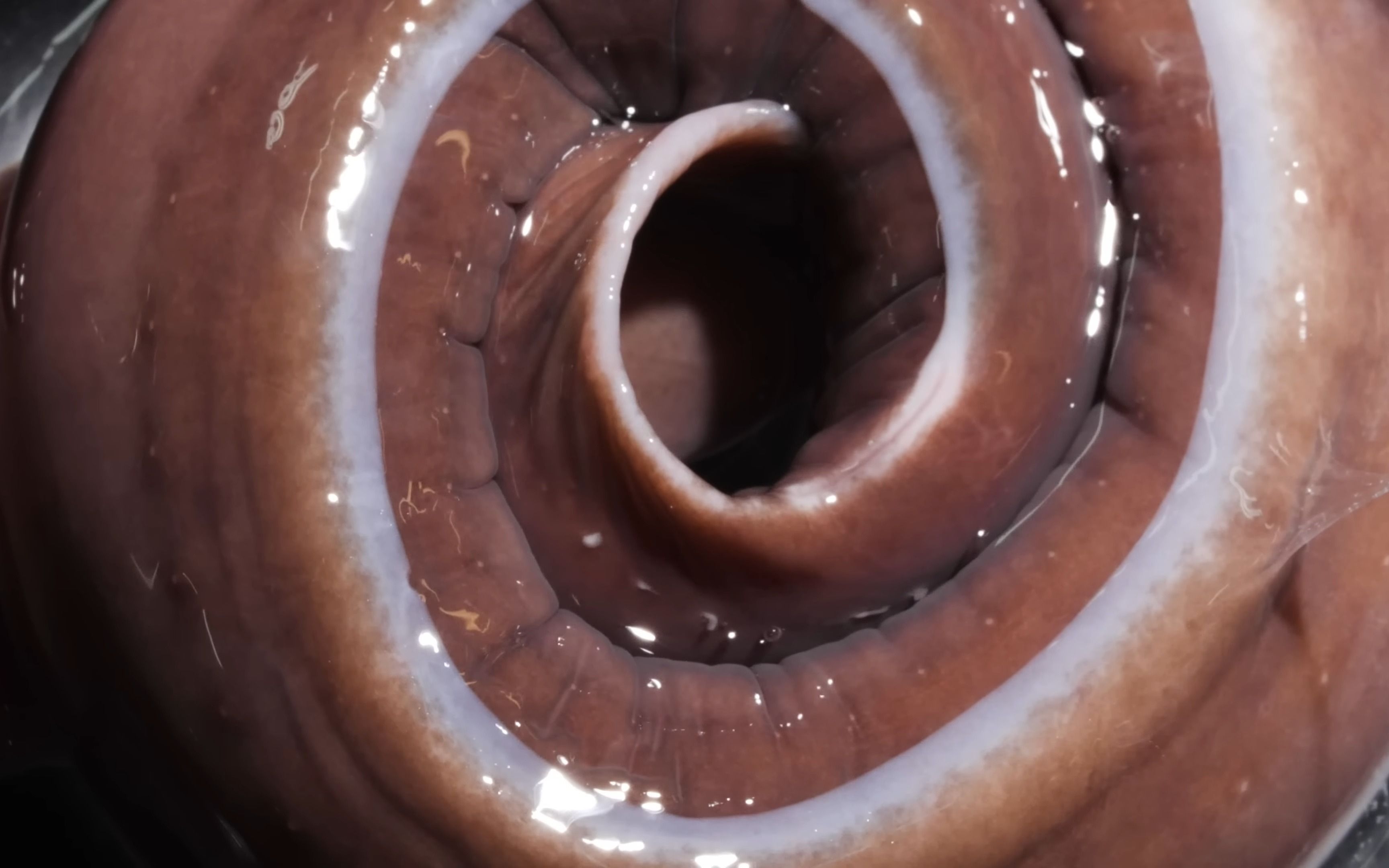 喷射黏液让人窒息,动物界中的"反杀高手",盲鳗是如何进化的?