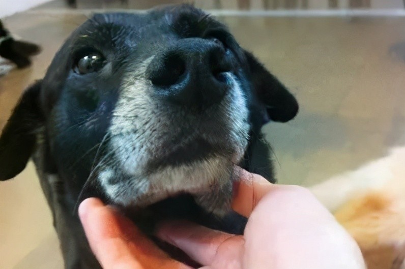 狗狗身上这6个地方,喜欢被抚摸,你真的知道吗?