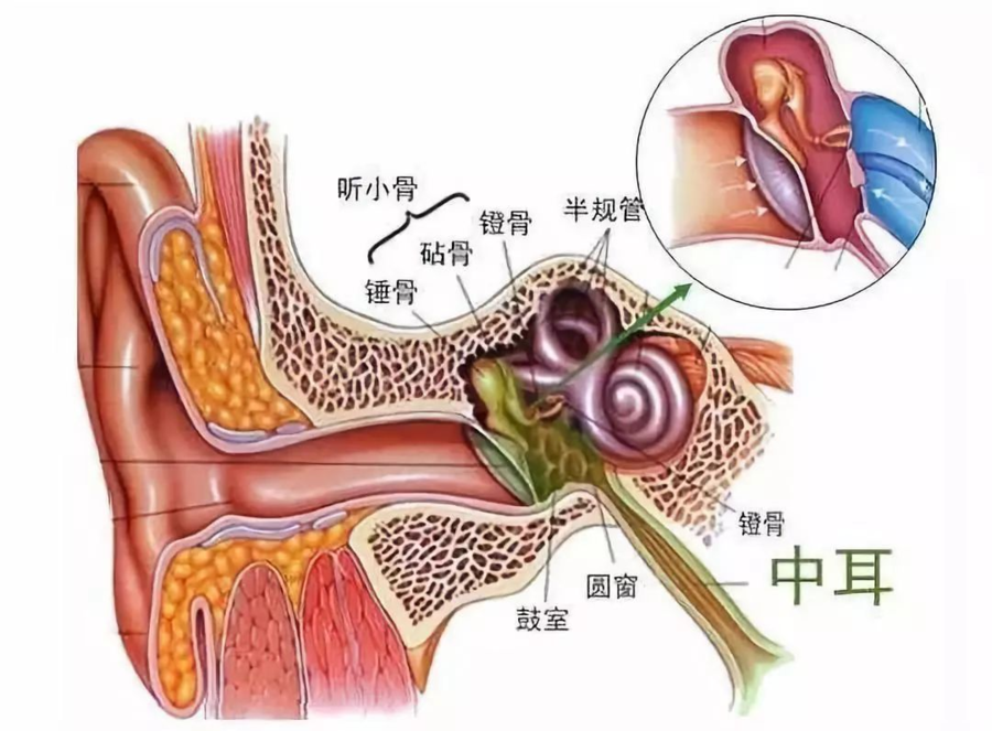 耳朵里的图片结构图图片