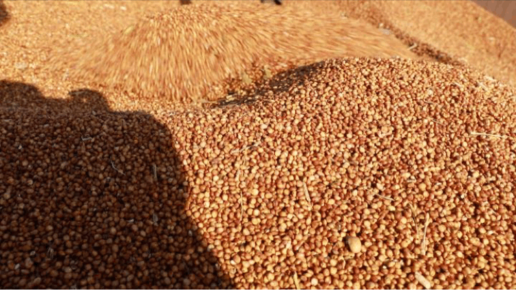 曾是我国的救命粮现在为何却十分少见反观美国疯狂种植