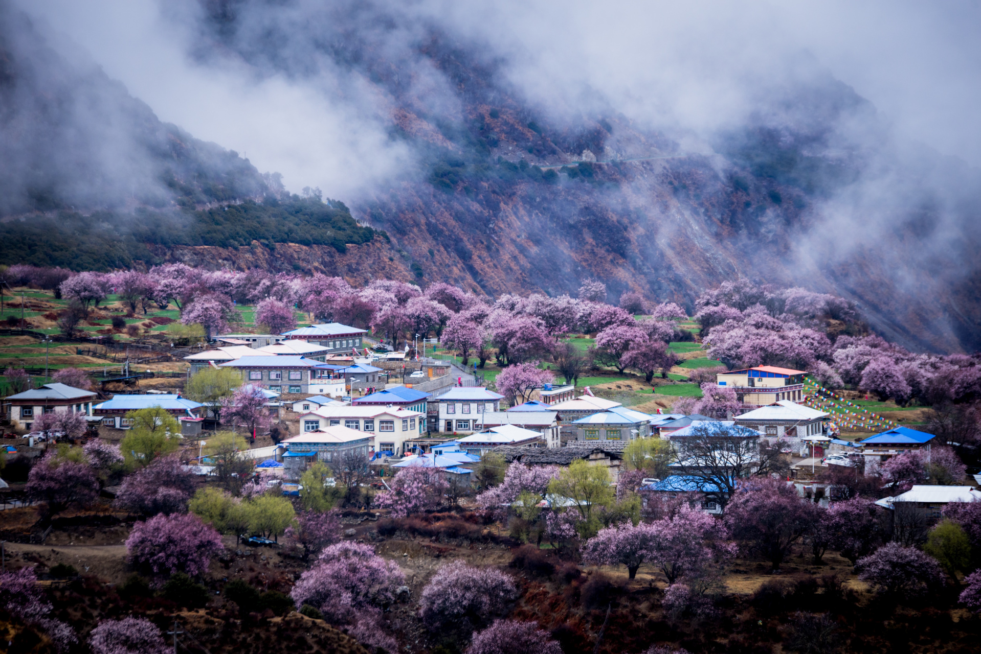 林芝桃花谷图片