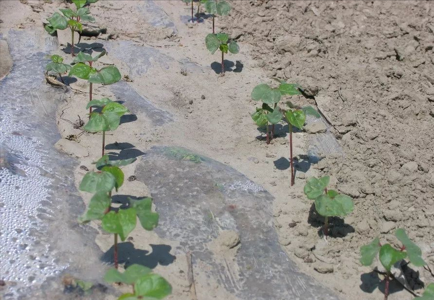 对大田,花卉,药材,大豆,烟草,蔬菜果树等作物的幼苗根系有明显的促