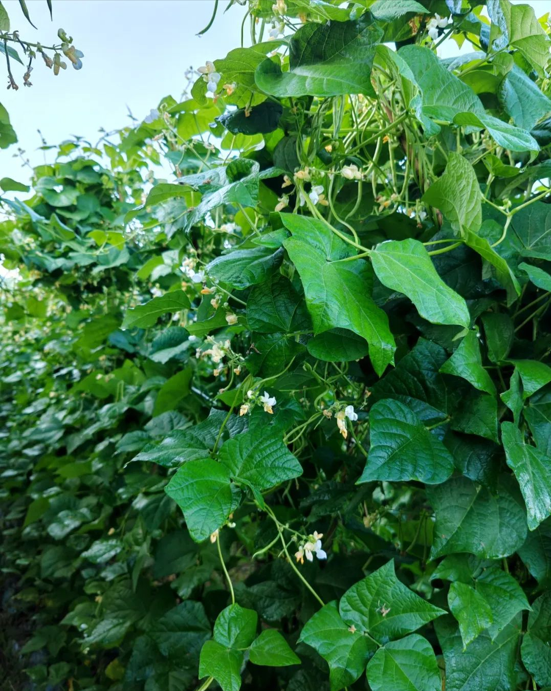 特别是它还能提高植物的根系生长,进而提高顶尖部位的结实率.