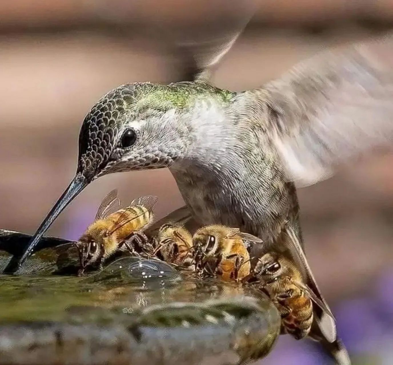蜂鸟,蜜蜂共饮