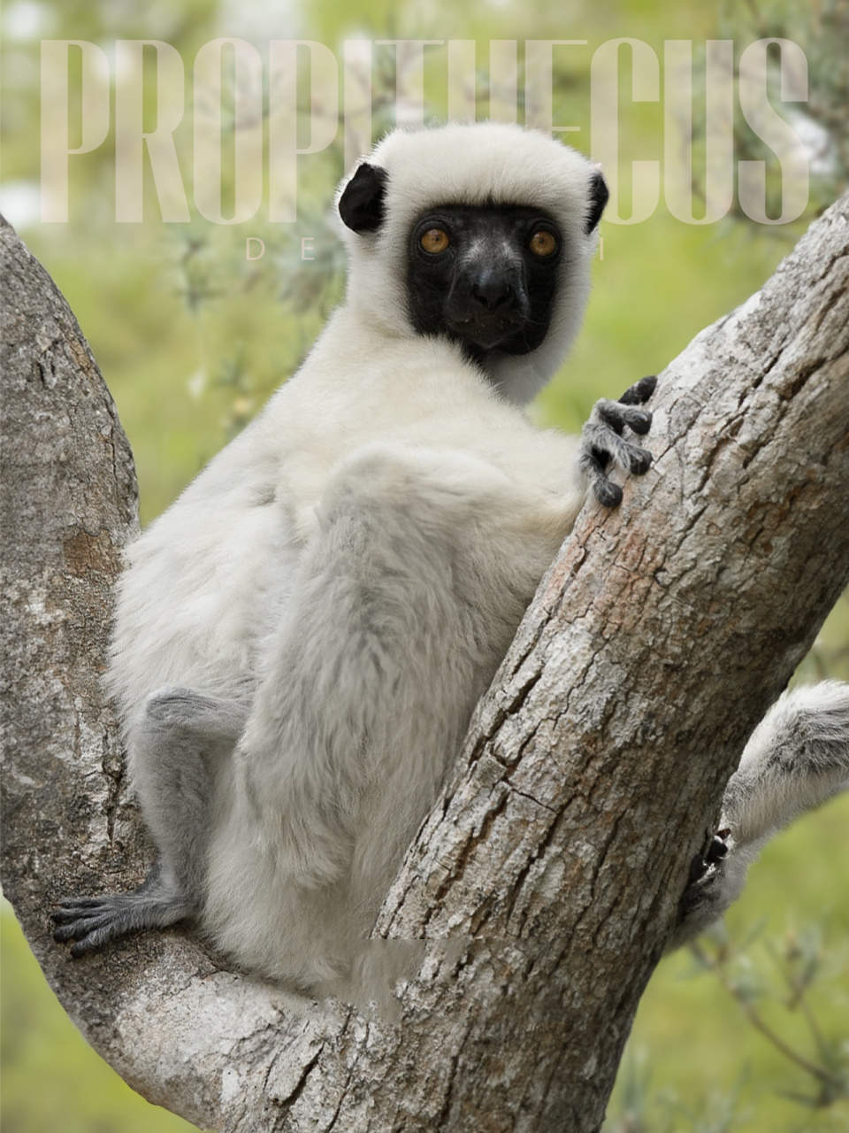 极度珍稀瓦氏冕狐猴  92极度珍稀的瓦氏冕狐猴,大自然的珍贵宝藏!
