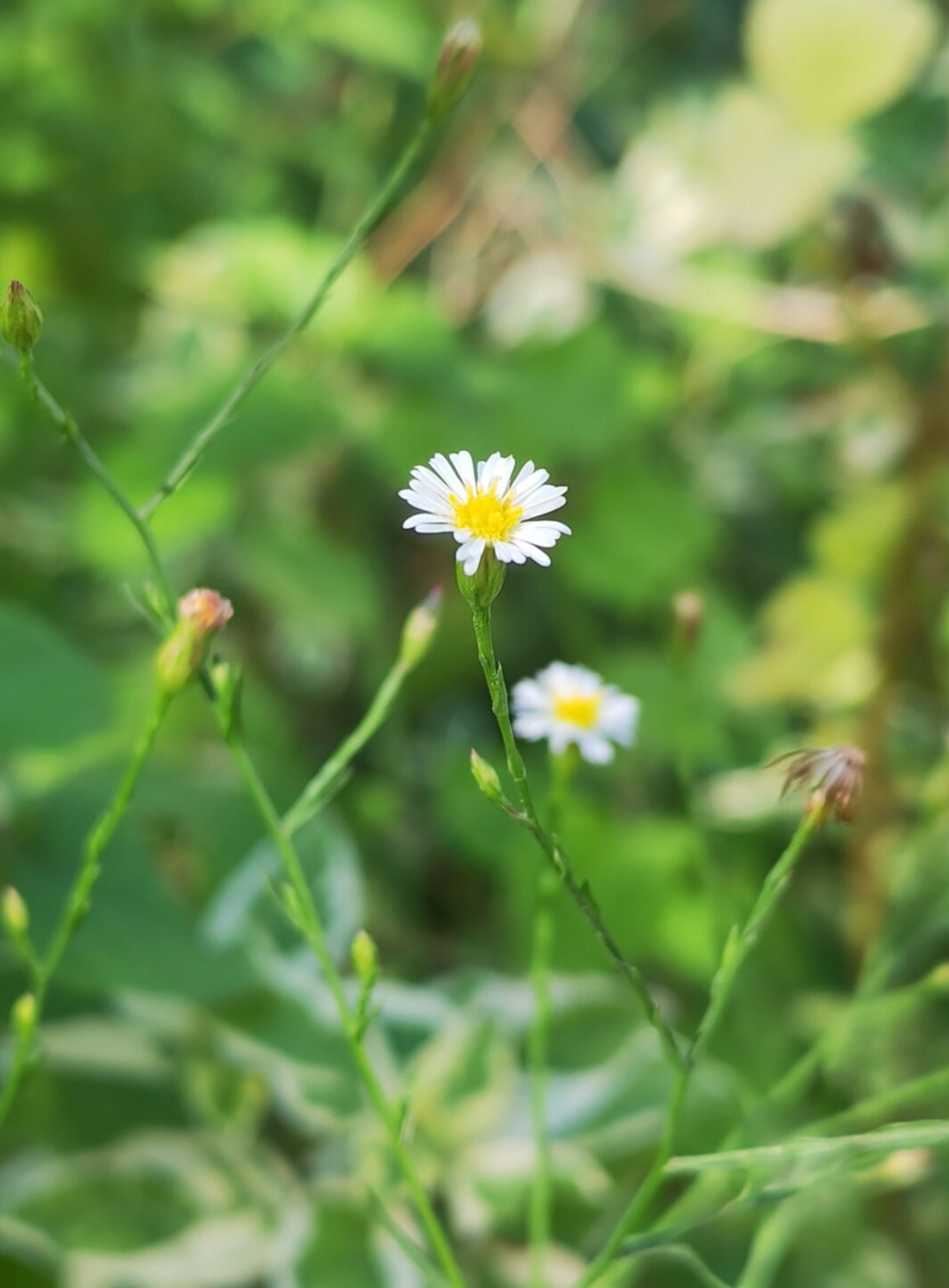 钻叶紫菀神效破坏力巨大  植物探秘:小巧玲珑的"掠夺者"——钻叶紫菀